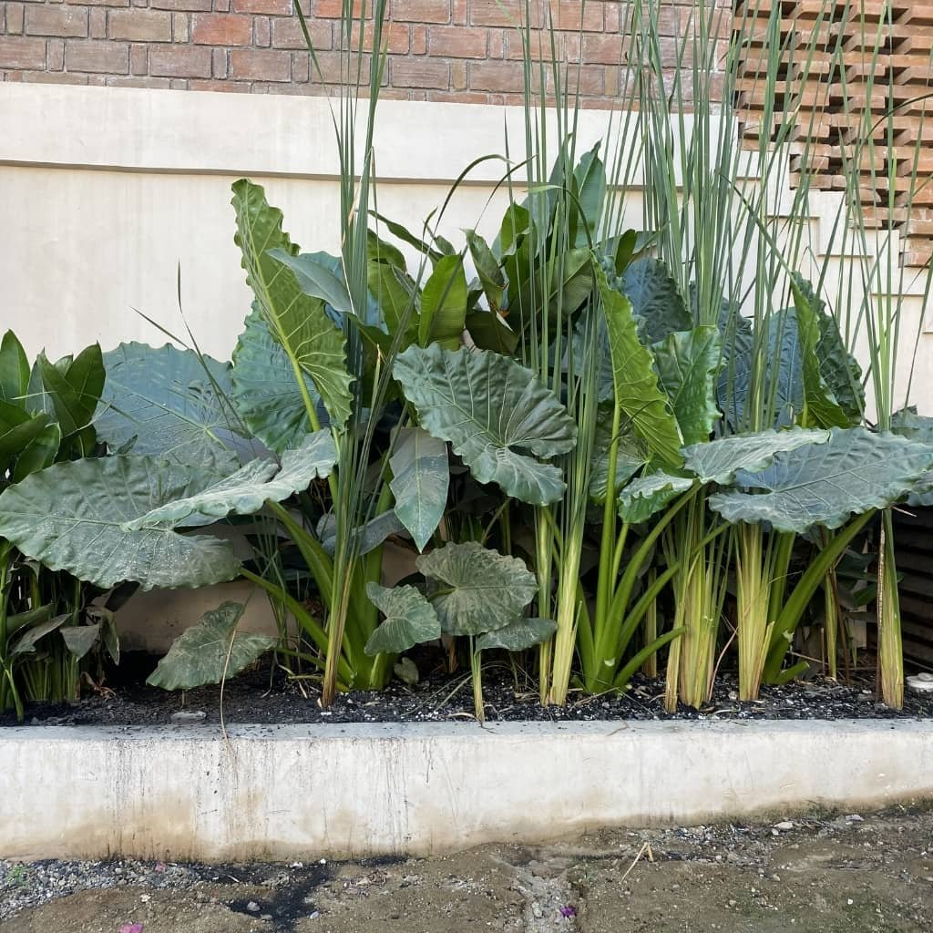 ptar-xaviera-plantas