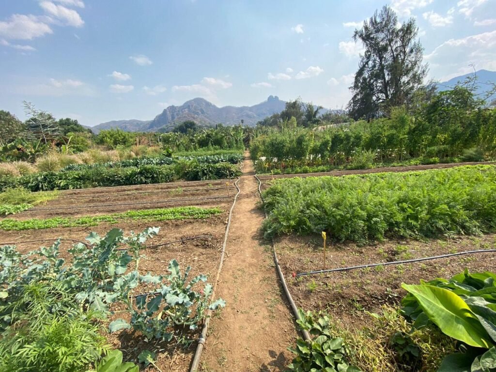 Diseño Parcela Terminado 2