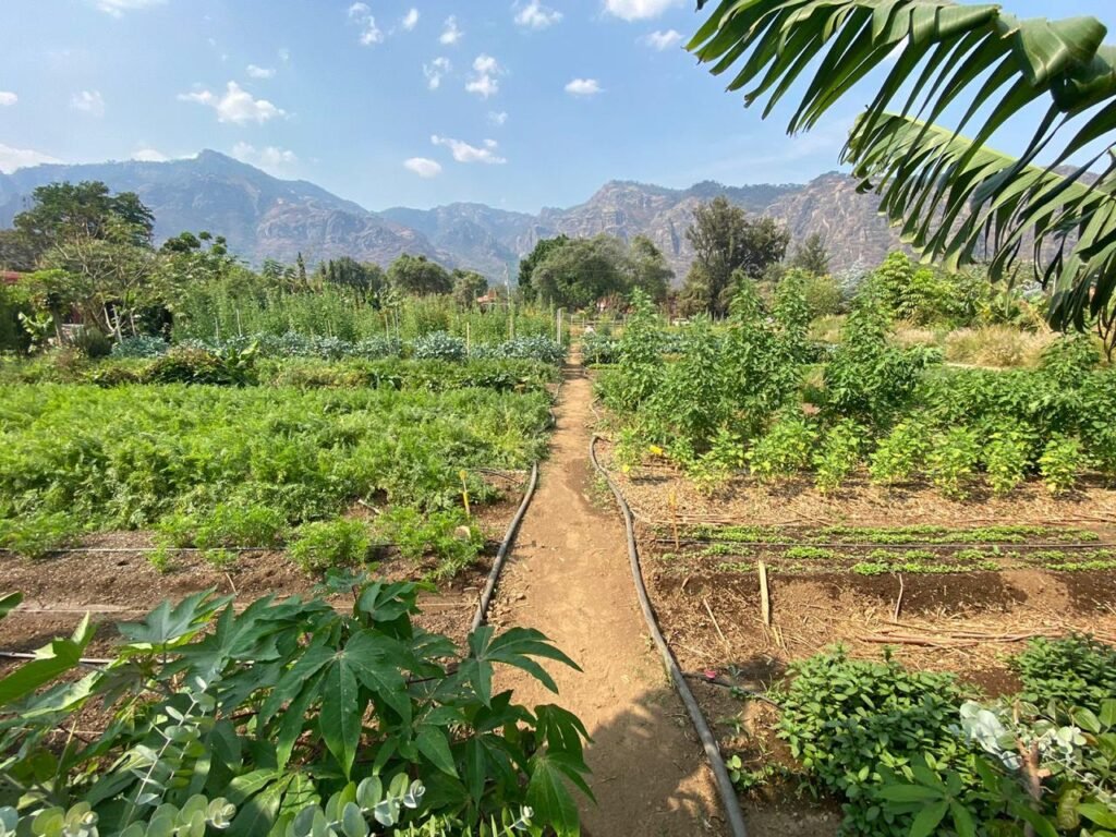 Diseño Parcela Terminado 3