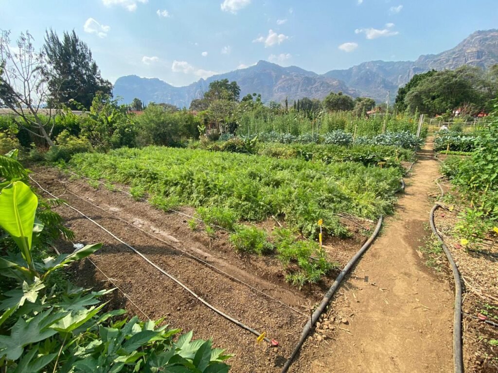 Diseño Parcela Terminado 5