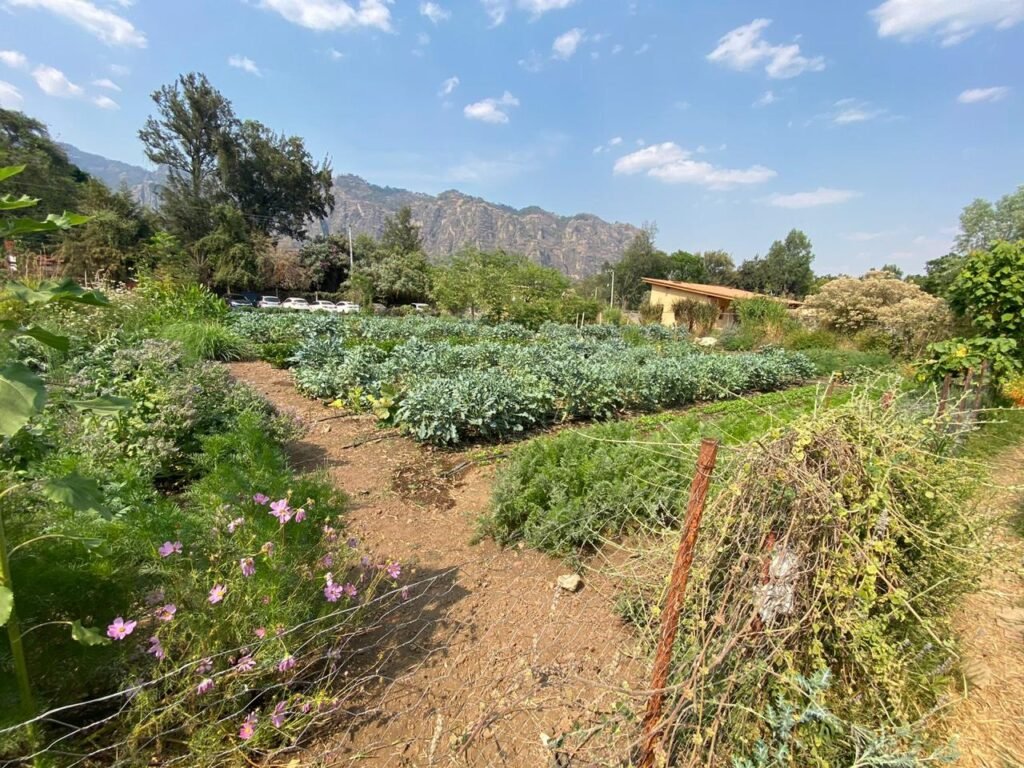 Diseño Parcela Terminado